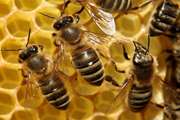 توصیه های بهداشتی شبکه دامپزشکی طرقبه شاندیز در خصوص بیماری نوزما در زنبورعسل
